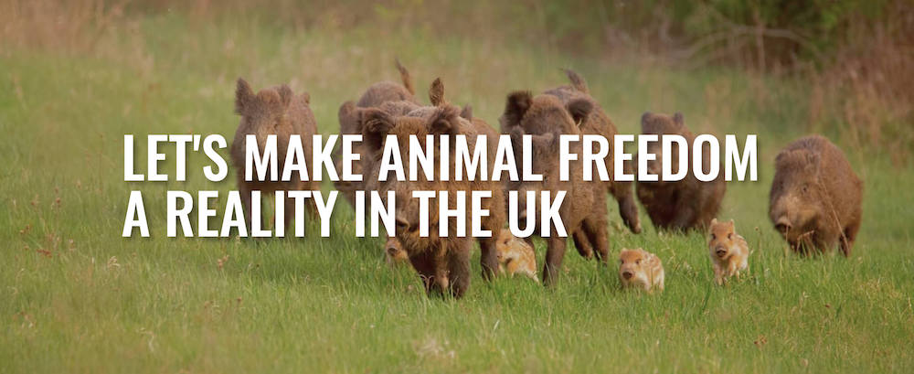 Animal Think Tank Thumbnail